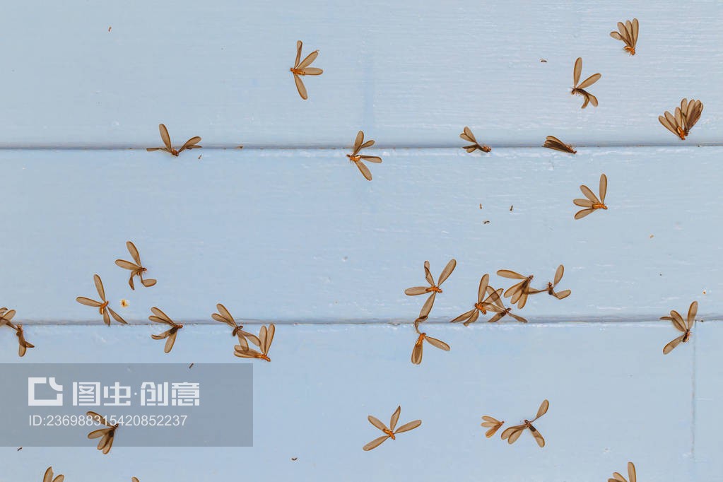 有虫蛀的木地板Wood floor with moth